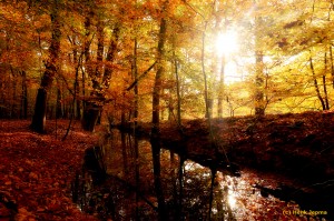 Leuvenumse bos - Herfst      