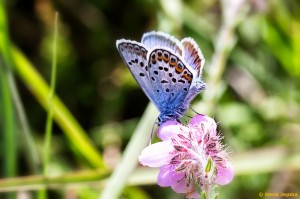 Heideblauwtje 