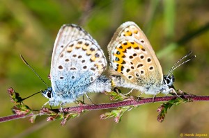 Parende Heideblauwtjes 