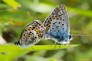 Parende Heideblauwtjes 