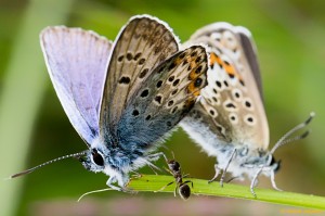 Parende Heideblauwtjes 
