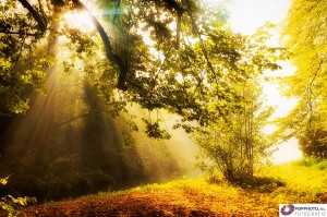 Mist in het Engelse Werk
